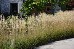 Karl Foerster Reed Grass (Calamagrostis x acutiflora 'Karl Foerster') at English Gardens