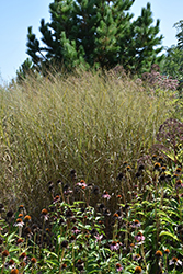 Heavy Metal Blue Switch Grass (Panicum virgatum 'Heavy Metal') at English Gardens