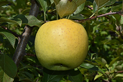 Yellow Transparent Apple (Malus 'Yellow Transparent') at English Gardens