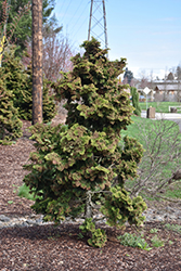 Koster's Falsecypress (Chamaecyparis obtusa 'Kosteri') at English Gardens