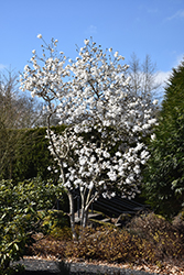 Star Magnolia (Magnolia stellata) at English Gardens