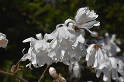 Star Magnolia (Magnolia stellata) at English Gardens