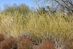 Arctic Fire Yellow Dogwood (Cornus sericea 'SMNCSBD') at English Gardens