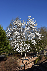 Royal Star Magnolia (Magnolia stellata 'Royal Star') at English Gardens