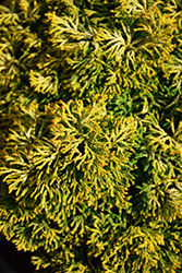 Butterball Hinoki Falsecypress (Chamaecyparis obtusa 'Butter Ball') at English Gardens