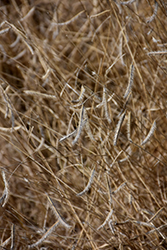 Blonde Ambition Blue Grama Grass (Bouteloua gracilis 'Blonde Ambition') at English Gardens