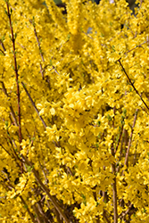 Magical Gold Forsythia (Forsythia x intermedia 'Kolgold') at English Gardens