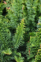 Fernleaf Hinoki Falsecypress (Chamaecyparis obtusa 'Filicoides Compacta') at English Gardens