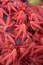 First Flame Maple (Acer 'IslFirFl') at English Gardens
