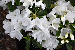 Hino White Azalea (Rhododendron 'Hino White') at English Gardens