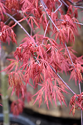 Orangeola Cutleaf Japanese Maple (Acer palmatum 'Orangeola') at English Gardens