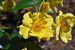 Lemon Fizz Kolorscape Rose (Rosa 'KORfizzlem') at English Gardens