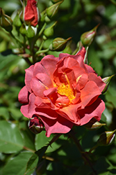 Cinco de Mayo Rose (Rosa 'Cinco de Mayo') at English Gardens