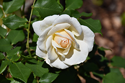 Pope John Paul II Rose (Rosa 'Pope John Paul II') at English Gardens