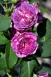 Arctic Blue Rose (Rosa 'WEKblufytirar') at English Gardens