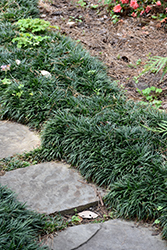Dwarf Mondo Grass (Ophiopogon japonicus 'Nanus') at English Gardens