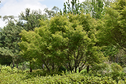 Seiryu Japanese Maple (Acer palmatum 'Seiryu') at English Gardens