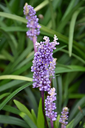 Purple Explosion Lily Turf (Liriope muscari 'EXC 051') at English Gardens