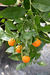 Minneola Tangelo (Citrus 'Minneola') at English Gardens