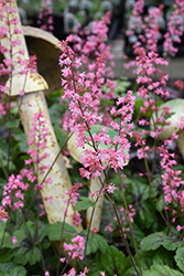 Pink Revolution Foamy Bells (Heucherella 'Pink Revolution') at English Gardens