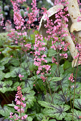 Pink Revolution Foamy Bells (Heucherella 'Pink Revolution') at English Gardens