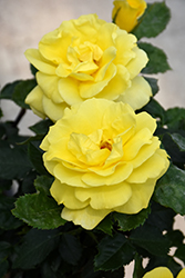 Sunsprite Rose (Rosa 'Sunsprite') at English Gardens