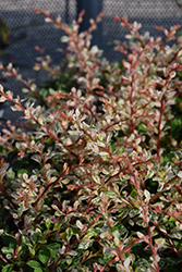 Sunjoy Sequins Japanese Barberry (Berberis thunbergii 'Arlene') at English Gardens