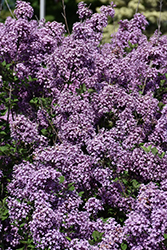Bloomerang Dark Purple Lilac (Syringa 'SMSJBP7') at English Gardens