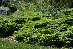 Little Gem Spruce (Picea abies 'Little Gem') at English Gardens
