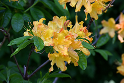 Golden Lights Azalea (Rhododendron 'Golden Lights') at English Gardens