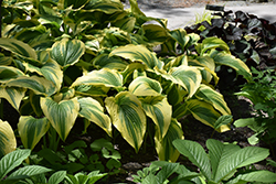 Gold-Variegated Mountain Hosta (Hosta montana 'Aureomarginata') at English Gardens