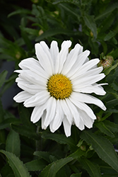 Daisy May Shasta Daisy (Leucanthemum x superbum 'Daisy Duke') at English Gardens