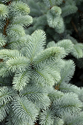 Hoopsii Blue Spruce (Picea pungens 'Hoopsii') at English Gardens