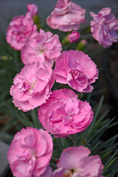 Fruit Punch Sweetie Pie Pinks (Dianthus 'Sweetie Pie') at English Gardens