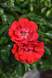 Flower Carpet Scarlet Rose (Rosa 'Flower Carpet Scarlet') at English Gardens