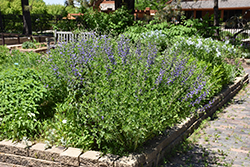 Blue Wild Indigo (Baptisia australis) at English Gardens