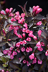 Spilled Wine Weigela (Weigela florida 'Bokraspiwi') at English Gardens