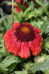Mesa Red Blanket Flower (Gaillardia x grandiflora 'Mesa Red') at English Gardens