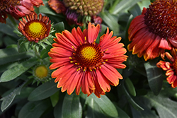 SpinTop Yellow Touch Blanket Flower (Gaillardia aristata 'SpinTop Yellow Touch') at English Gardens