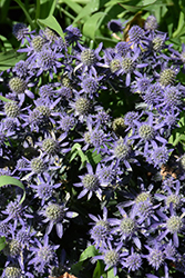 Blue Hobbit Sea Holly (Eryngium planum 'Blue Hobbit') at English Gardens