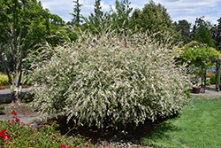 Tricolor Willow (Salix integra 'Hakuro Nishiki') at English Gardens
