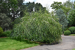 Young's Weeping Birch (Betula pendula 'Youngii') at English Gardens