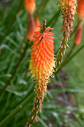 Flamenco Mix Torchlily (Kniphofia 'Flamenco') at English Gardens