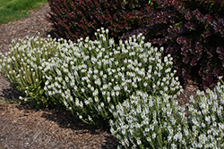 Snow Hill Sage (Salvia x sylvestris 'Snow Hill') at English Gardens