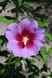 Purple Pillar Rose of Sharon (Hibiscus syriacus 'Gandini Santiago') at English Gardens