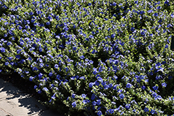 Blue My Mind Morning Glory (Evolvulus 'USEVO1201') at English Gardens