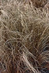 Red Rooster Sedge (Carex buchananii 'Red Rooster') at English Gardens
