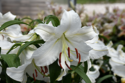 Casa Blanca Lily (Lilium 'Casa Blanca') at English Gardens