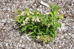 Lil' Ditty Witherod Viburnum (Viburnum cassinoides 'SMNVCDD') at English Gardens