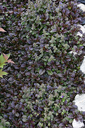 Mahogany Bugleweed (Ajuga reptans 'Mahogany') at English Gardens
